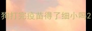 狗打完疫苗得了细小吗