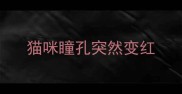 猫咪瞳孔突然变红