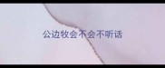 公边牧会不会不听话