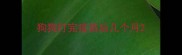 狗狗打完疫苗后几个月