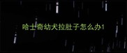 哈士奇幼犬拉肚子怎么办