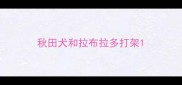秋田犬和拉布拉多打架
