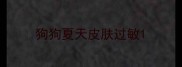 狗狗夏天皮肤过敏