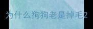 为什么狗狗老是掉毛