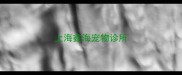 上海鑫海宠物诊所