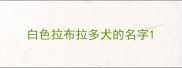 白色拉布拉多犬的名字