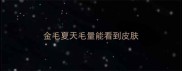金毛夏天毛量能看到皮肤