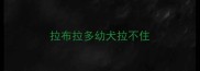 拉布拉多幼犬拉不住