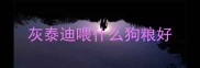灰泰迪喂什么狗粮好