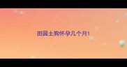田园土狗怀孕几个月