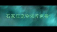 石家庄宠物领养免费