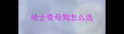 哈士奇母狗怎么选