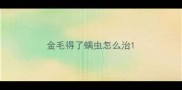 金毛得了螨虫怎么治