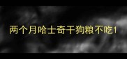 两个月哈士奇干狗粮不吃