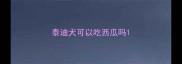 泰迪犬可以吃西瓜吗