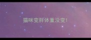 猫咪变胖体重没变