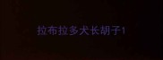 拉布拉多犬长胡子