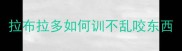 拉布拉多如何训不乱咬东西