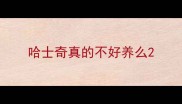 哈士奇真的不好养么