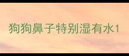 狗狗鼻子特别湿有水