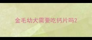 金毛幼犬需要吃钙片吗