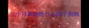 三个月泰迪吃什么牌子狗粮