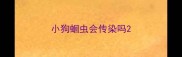小狗蛔虫会传染吗