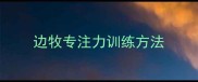 边牧专注力训练方法