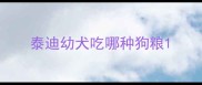 泰迪幼犬吃哪种狗粮