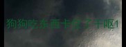 狗狗吃东西卡住了干呕