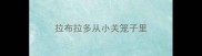 拉布拉多从小关笼子里