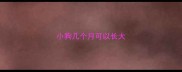 小狗几个月可以长大
