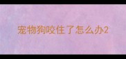 宠物狗咬住了怎么办