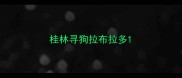 桂林寻狗拉布拉多