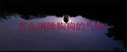 怎么消除狗狗的气味