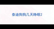 泰迪狗狗几天睁眼