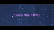 马拉色菌狗狗症状