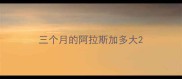 三个月的阿拉斯加多大