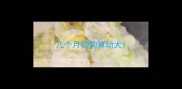 几个月狗狗算幼犬