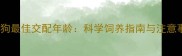 小公狗最佳交配年龄科学饲养指南与注意事项