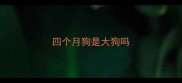 四个月狗是大狗吗