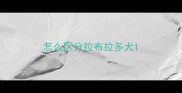怎么区分拉布拉多犬