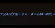 一个月大金毛幼犬能长多大新手养狗必看发育全记录