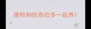 德牧和拉布拉多一起养