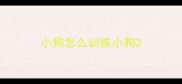 小狗怎么训练小狗