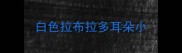 白色拉布拉多耳朵小