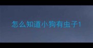 怎么知道小狗有虫子