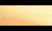 萨摩耶10个月应该多大