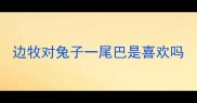 边牧对兔子一尾巴是喜欢吗