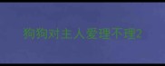 狗狗对主人爱理不理